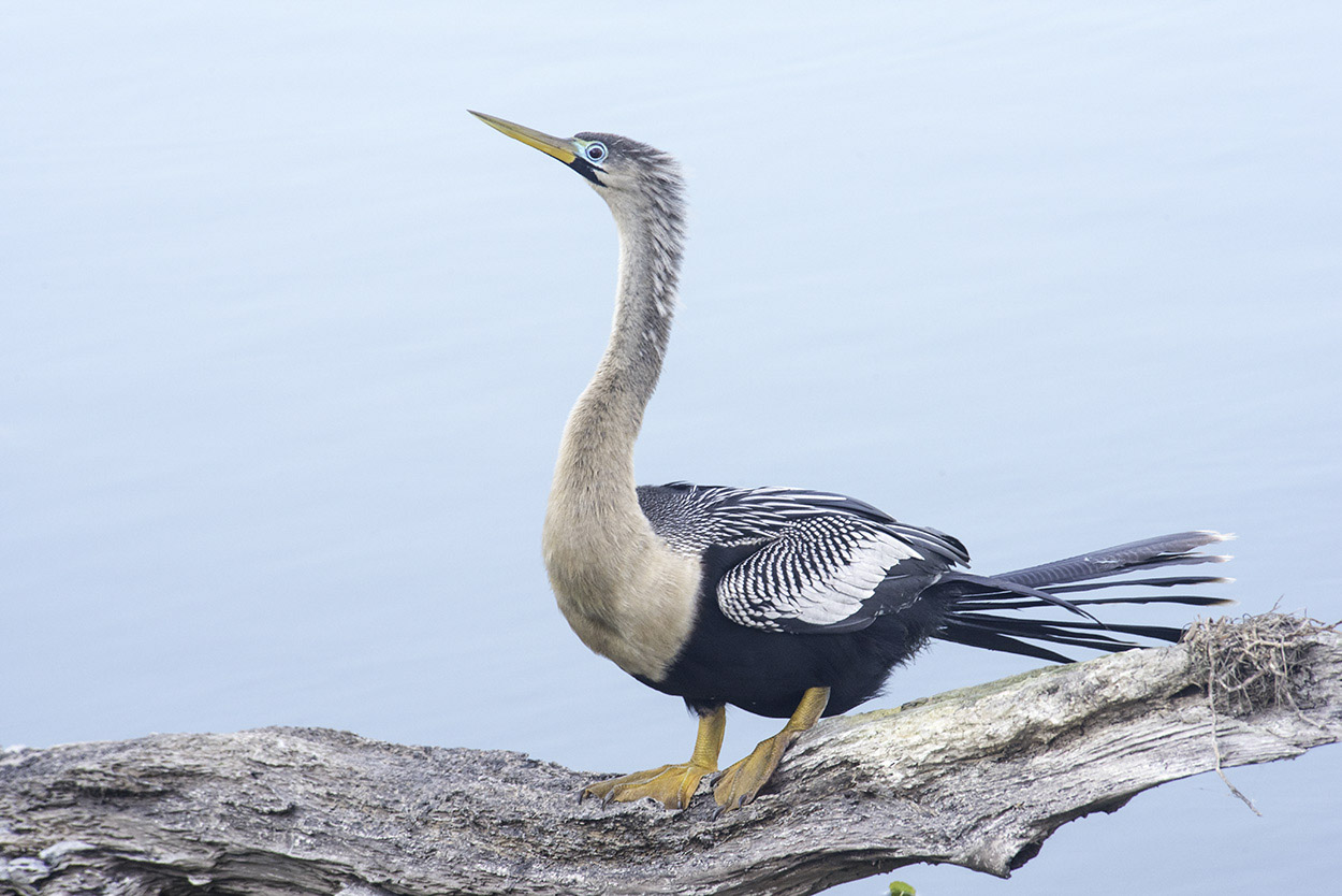 Anhinga-on-Branch-2.jpg