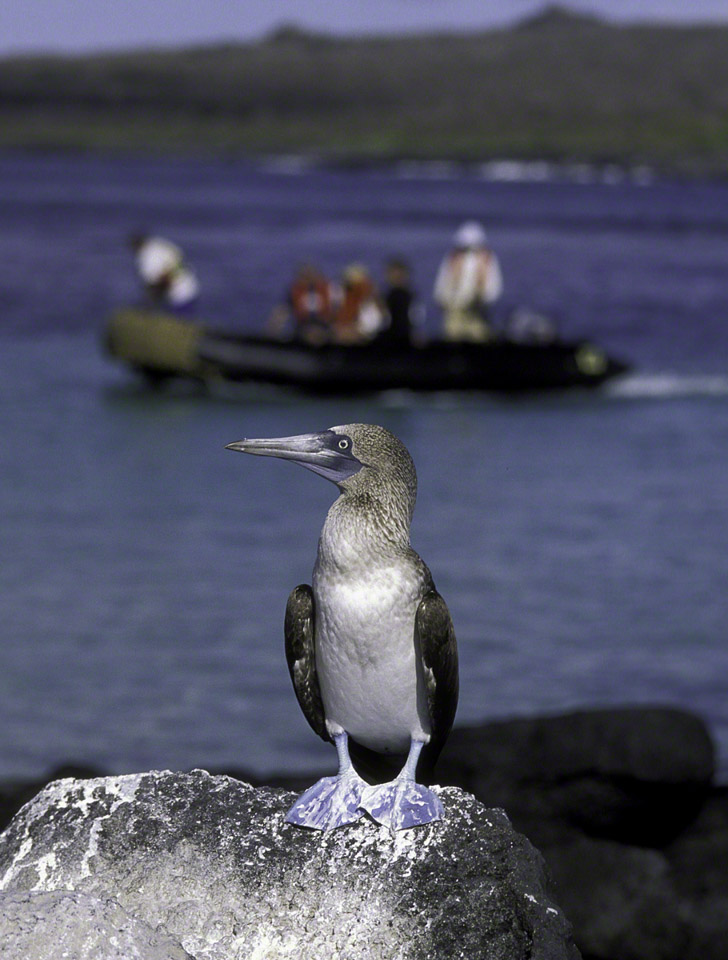 Blue-footed-Boobie-and-boat.jpg