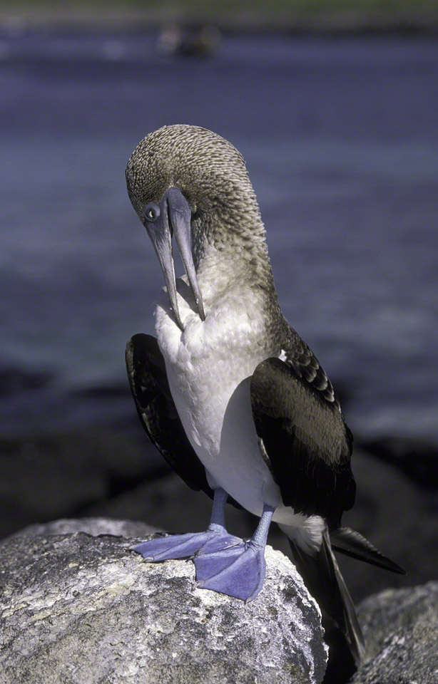 Blue-footed-Boobie.jpg