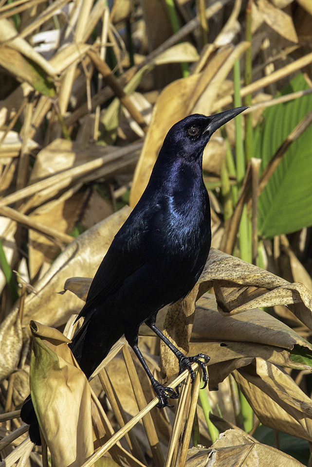 Boat-tailed-Grackle.jpg