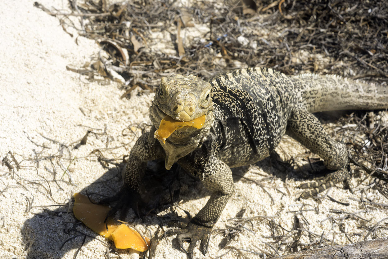 Cuban-Rock-Iguana-1.jpg