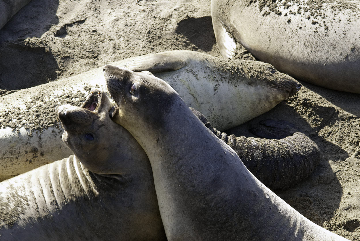 Female-Elephant-Seals-1.jpg