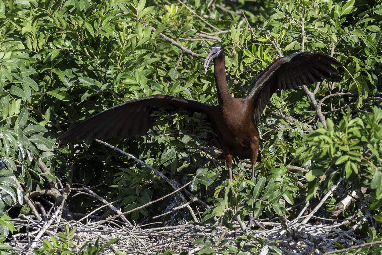 Glossy-Ibis.jpg