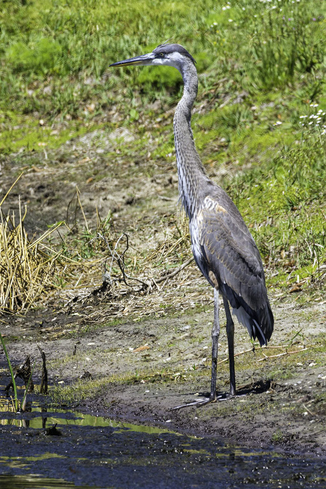 Great-Blue-Heron-1.jpg