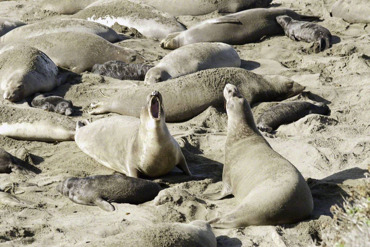 Male-Elephant-Seals-Display.jpg