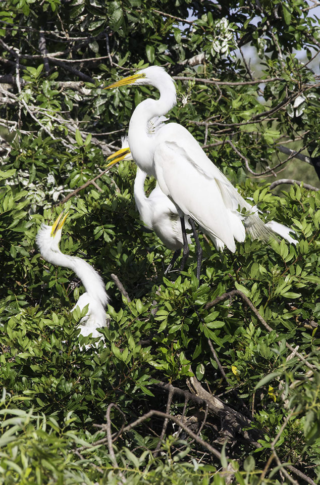 Mother-and-Baby-Great-Egret.jpg