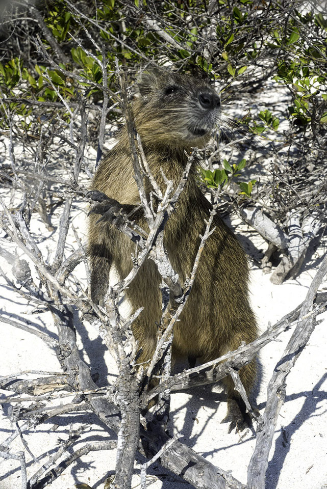 Nutria.jpg