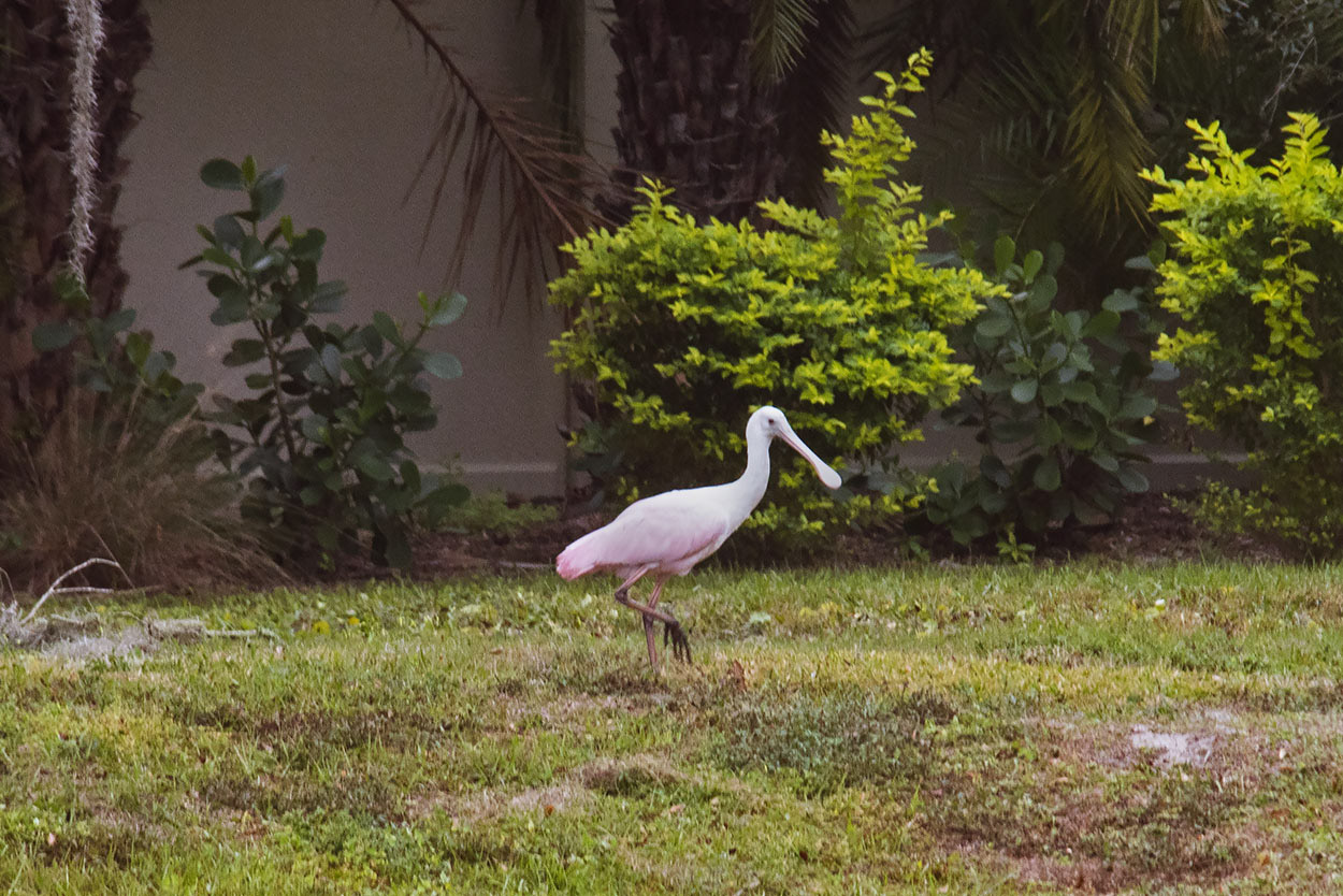 Roseate-Spoonbill.jpg