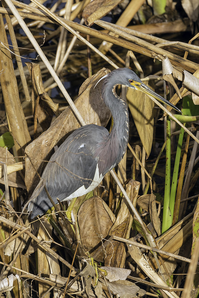 Tricolored-Heron.jpg