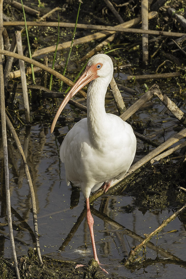 White-Ibis-2.jpg