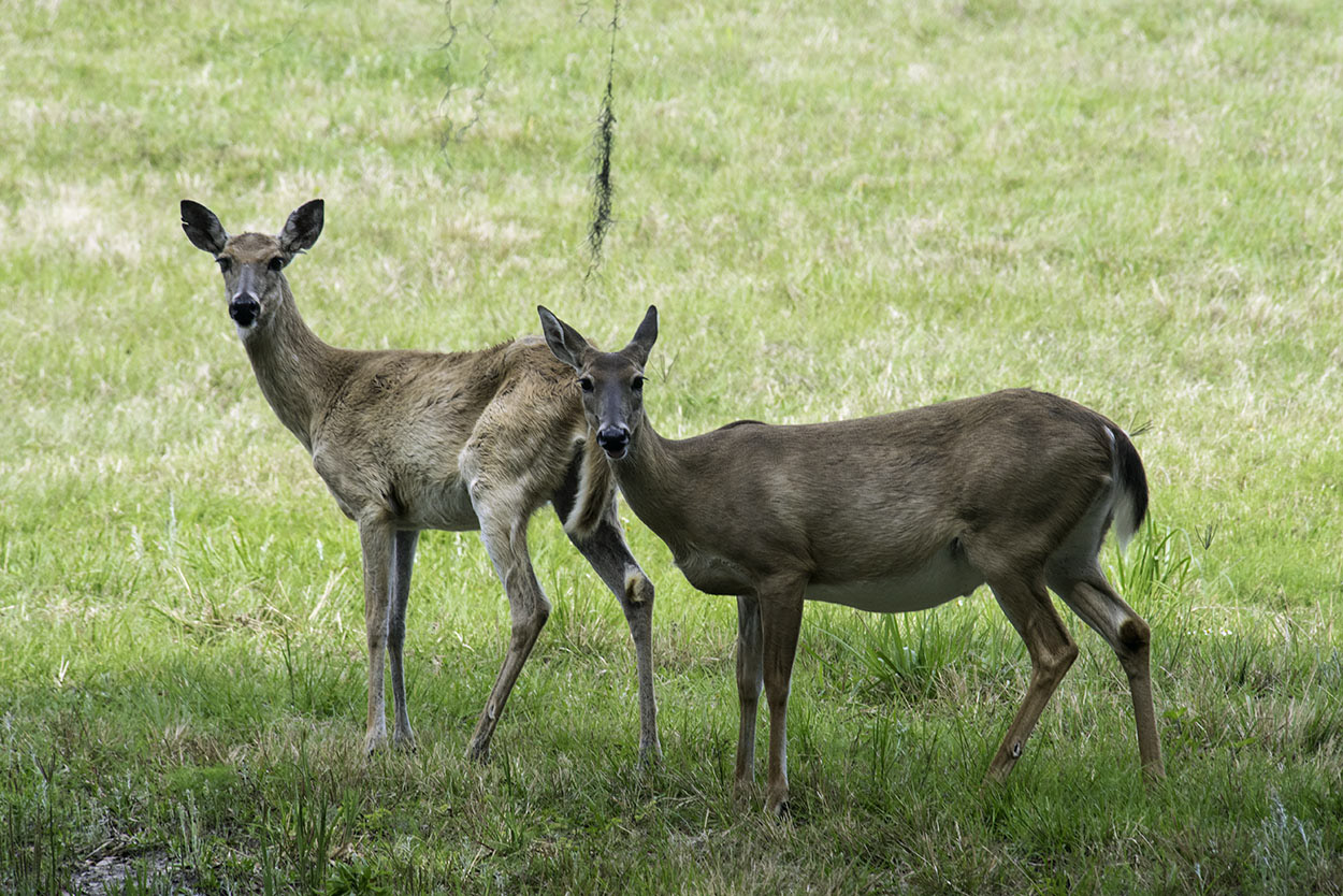 White-tailed-Deer-6.jpg