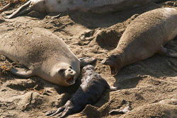 Baby-northern-elephant-seal-gets-instructions.jpg