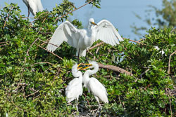 Great-Egret-and-chicks.jpg