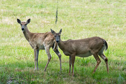White-tailed-Deer-6.jpg