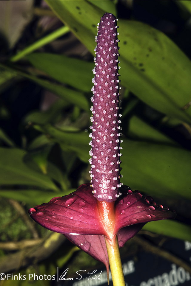 Anthurium-Inflorescence.jpg