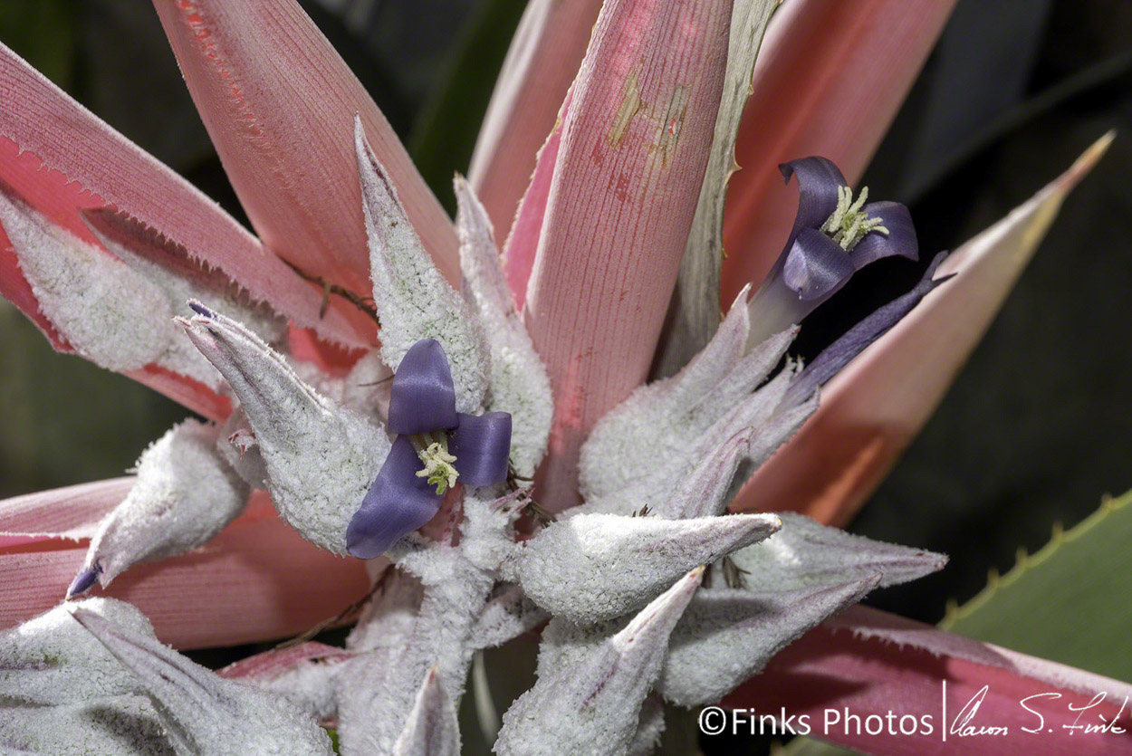 Bromeliad-Bloom.jpg