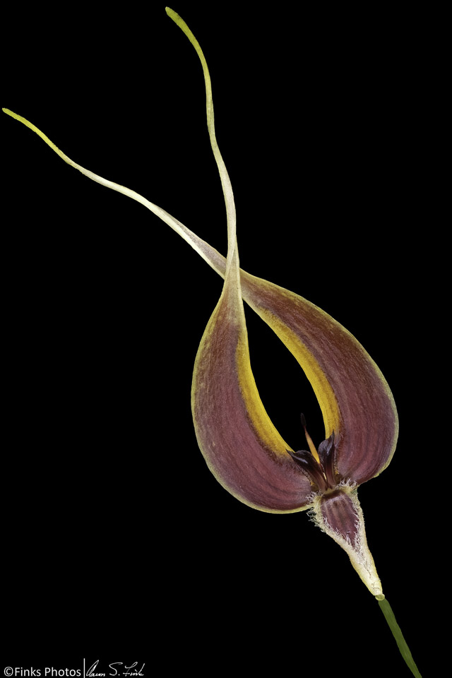 Bulbophyllum-blumei.jpg