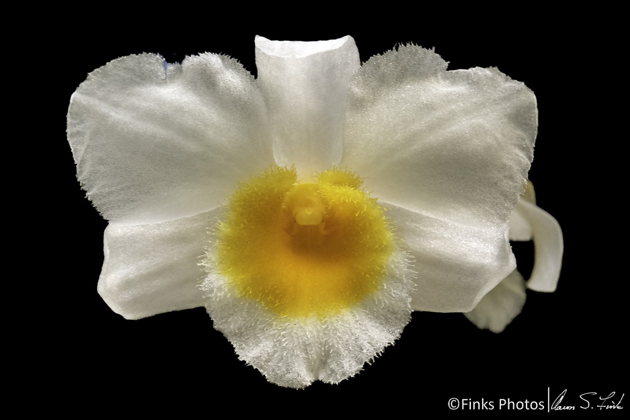 Dendrobium-2-2.jpg