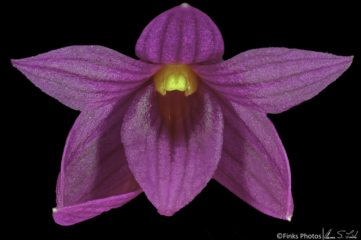 Dendrobium-goldschmidtianum.jpg