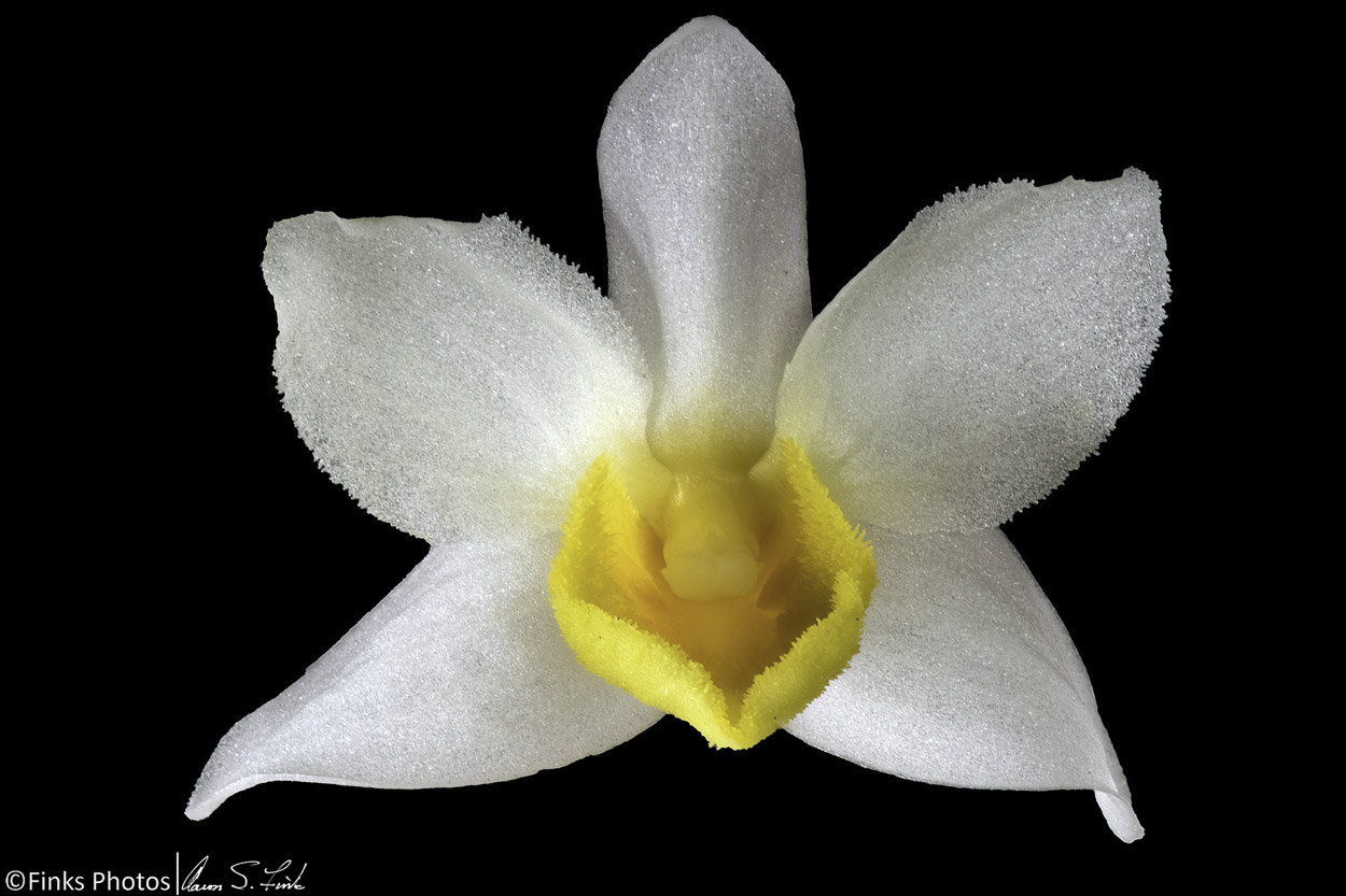 Dendrobium-thyrsiflorum.jpg