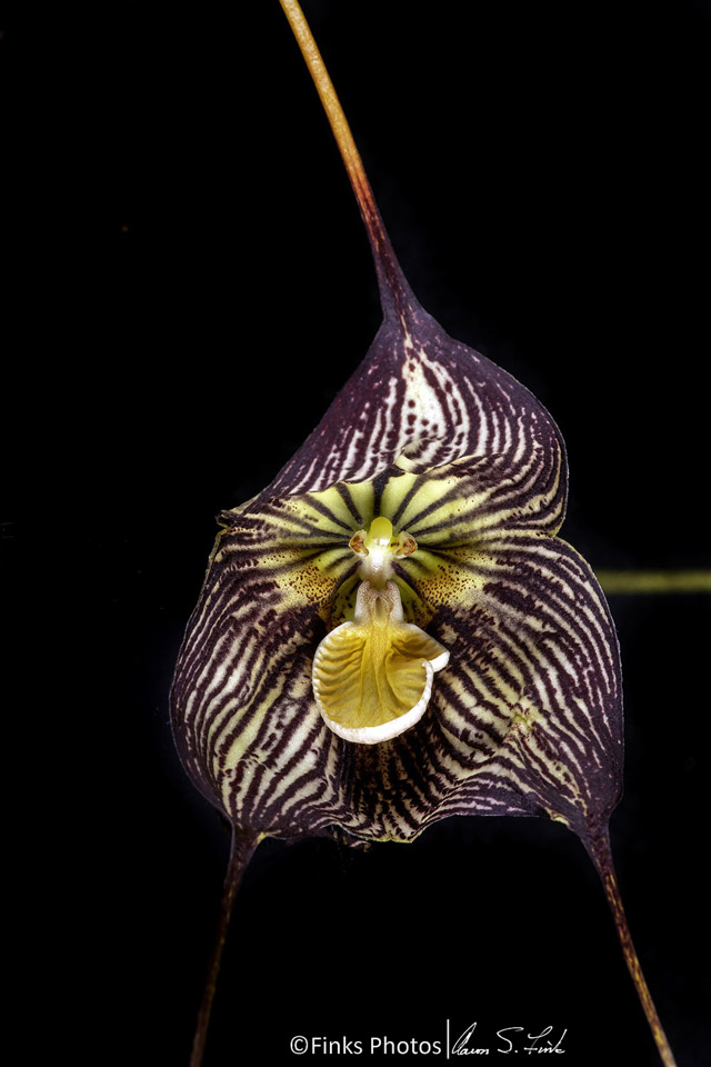 Dracula-orchid-1.jpg