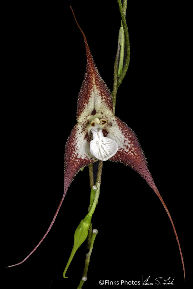 Dracula-orchid-2.jpg