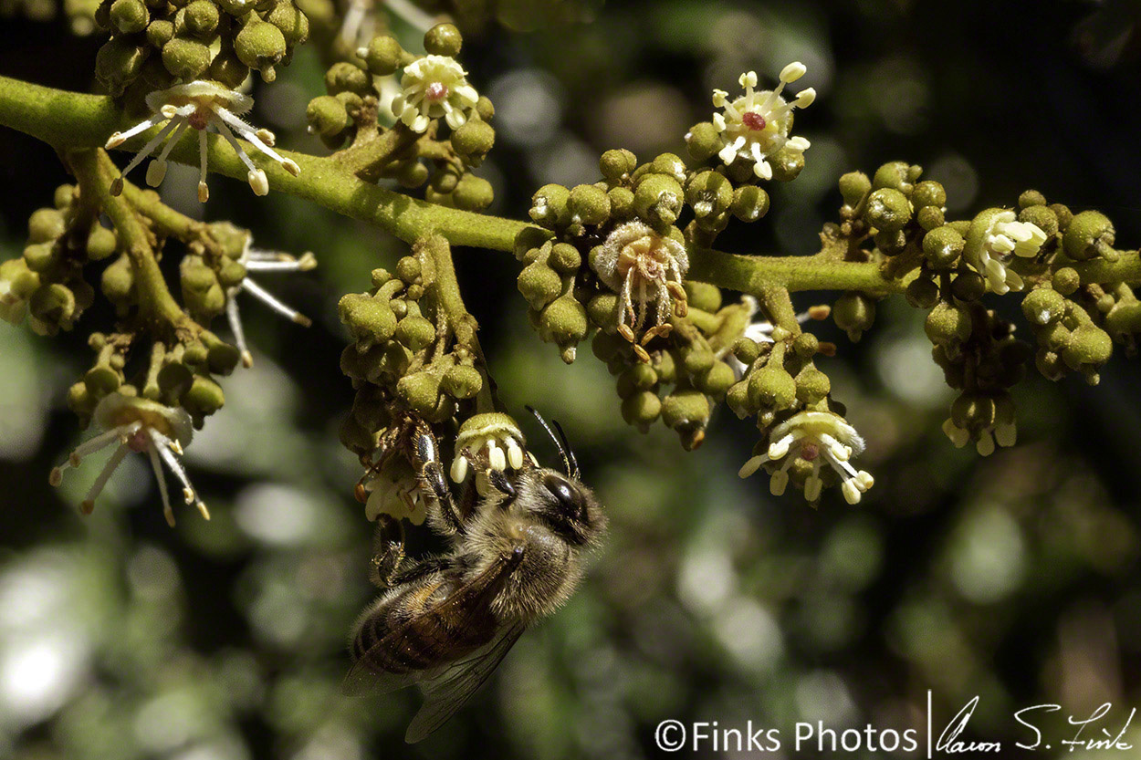 Honey-Bee-in-Lychee-Tree.jpg