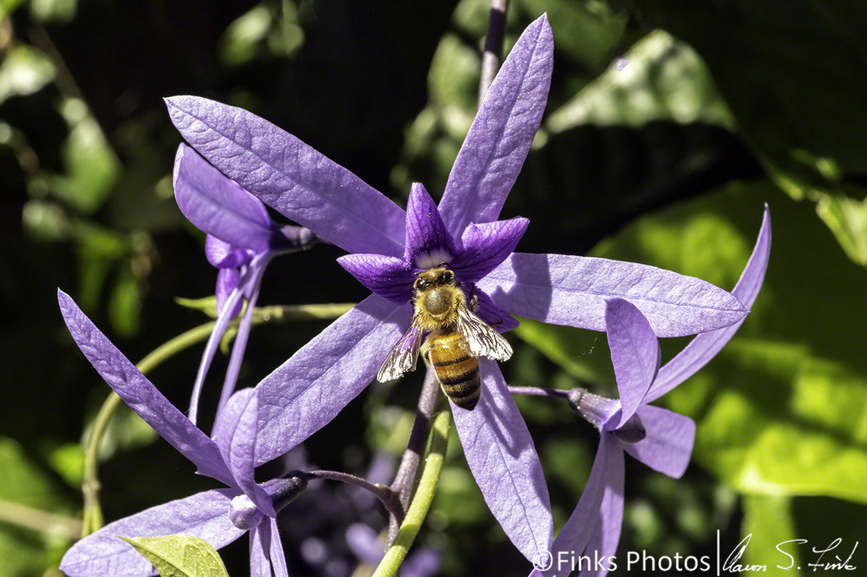 Honey-Bee-on-Purple-Wreath.jpg