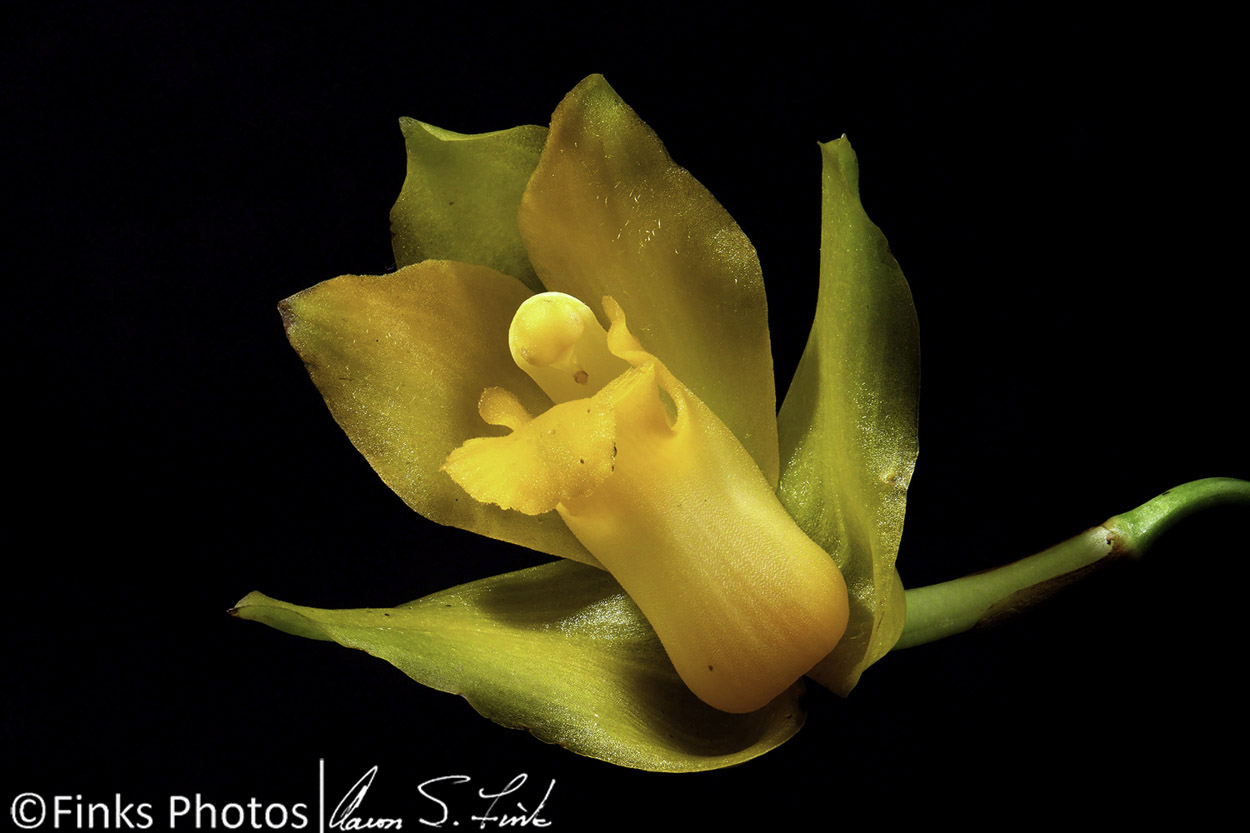 Lycaste-sp.jpg