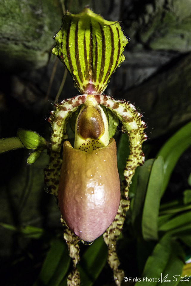 Paphiopedilum-6.jpg