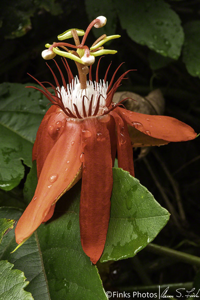 Perfumed-Passion-Flower.jpg