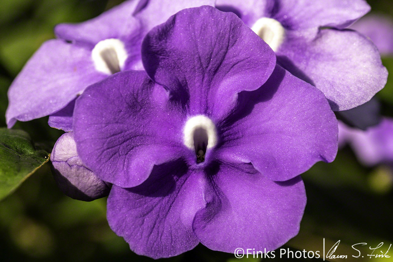 Royal-Purple-Brunfelsia.jpg