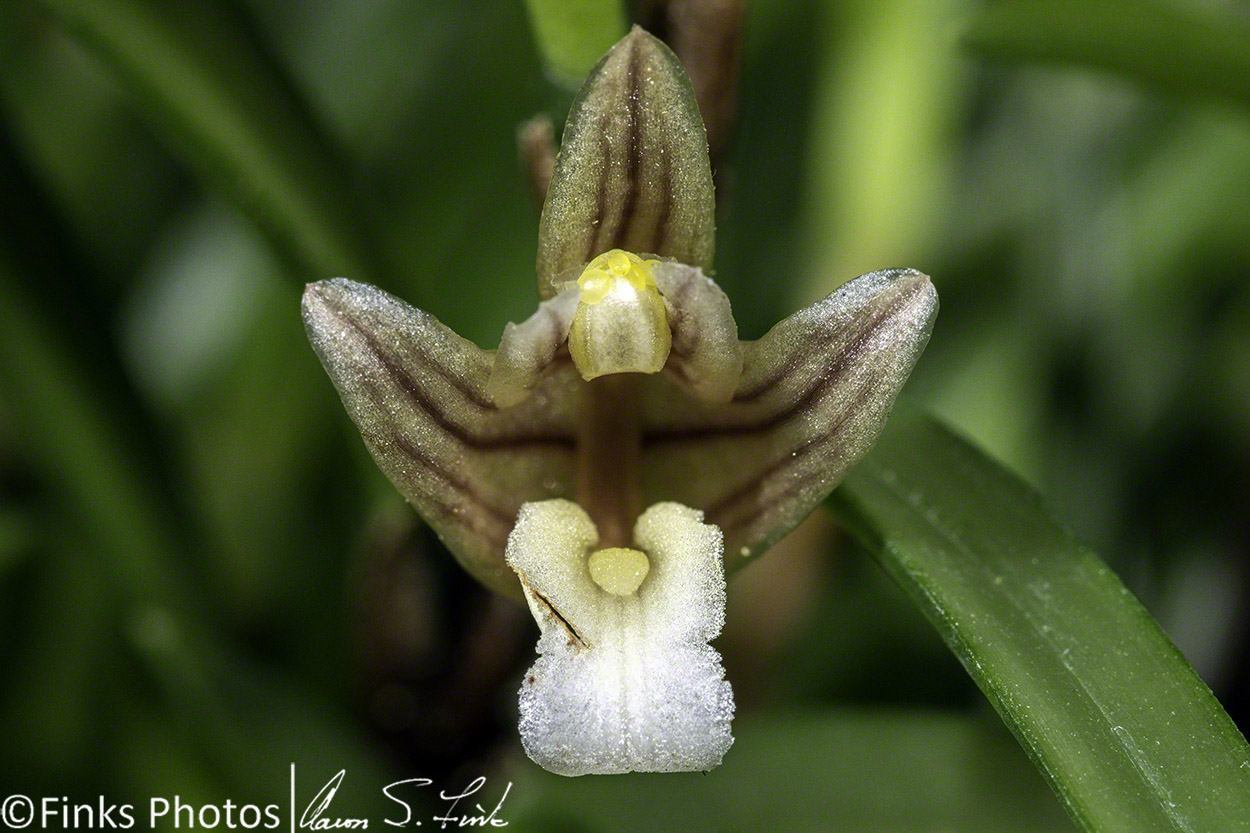 The-Hook-Shaped-Maxillaria.jpg