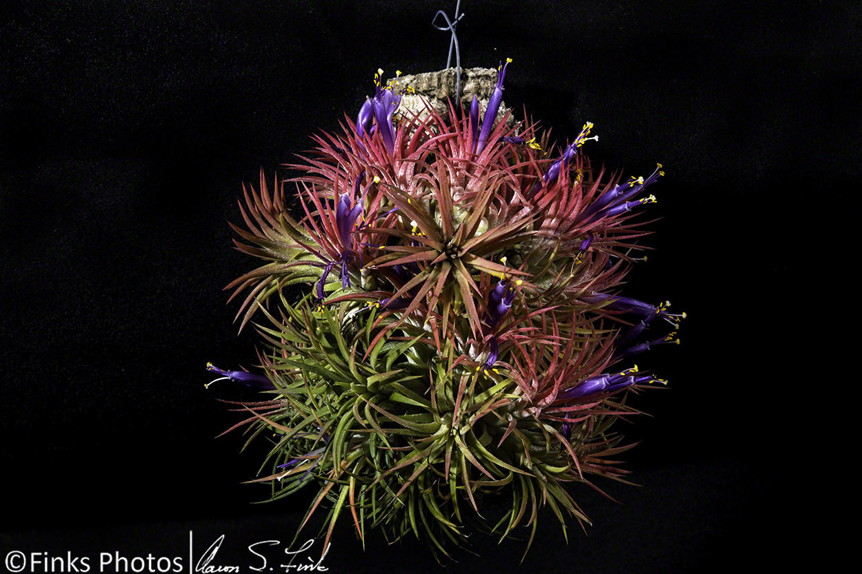 Tillandsia-ionantha.jpg