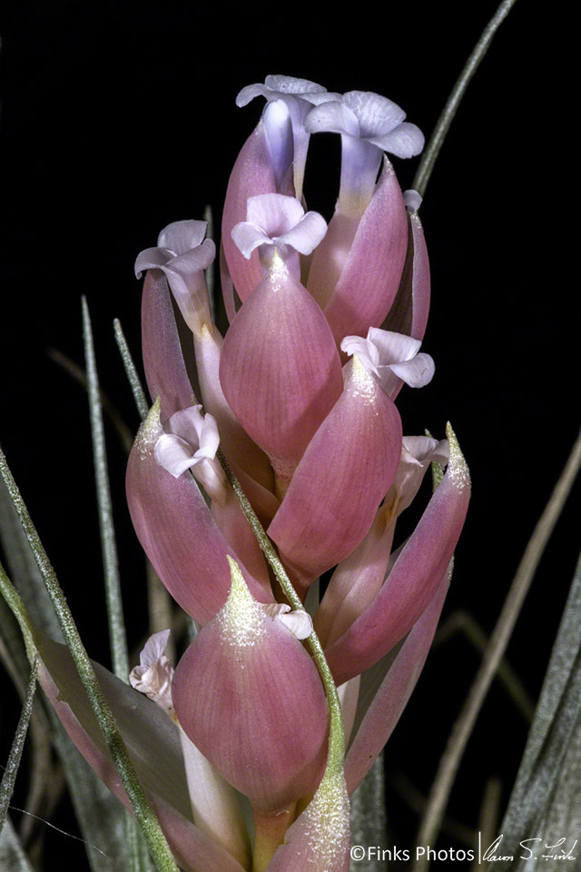 Upright-Air-Plant.jpg