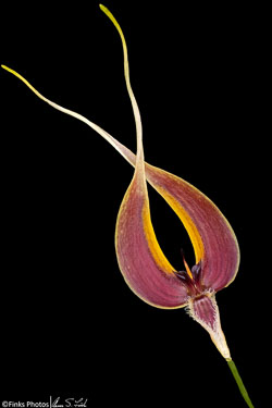 Bulbophyllum-blumei.jpg