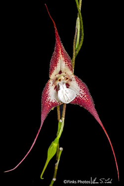 Dracula-orchid-2.jpg