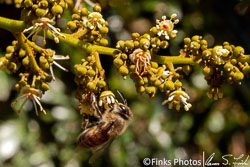 Honey-Bee-in-Lychee-Tree.jpg