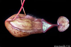 Nepenthes-thorelii.jpg