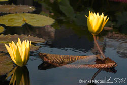 Water-Lillies-3.jpg