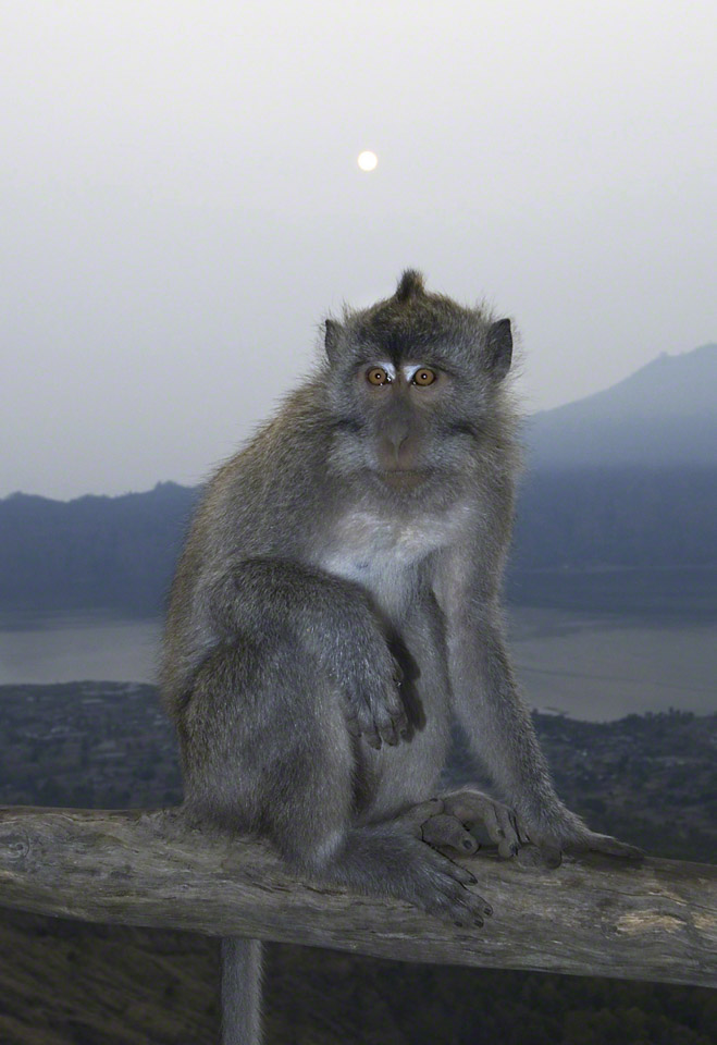 Long-tailed-Macaque-at-Sunrise.jpg