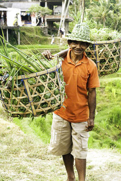 Ceking-Rice-Worker.jpg