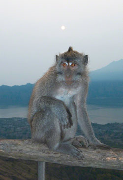 Long-tailed-Macaque-at-Sunrise.jpg