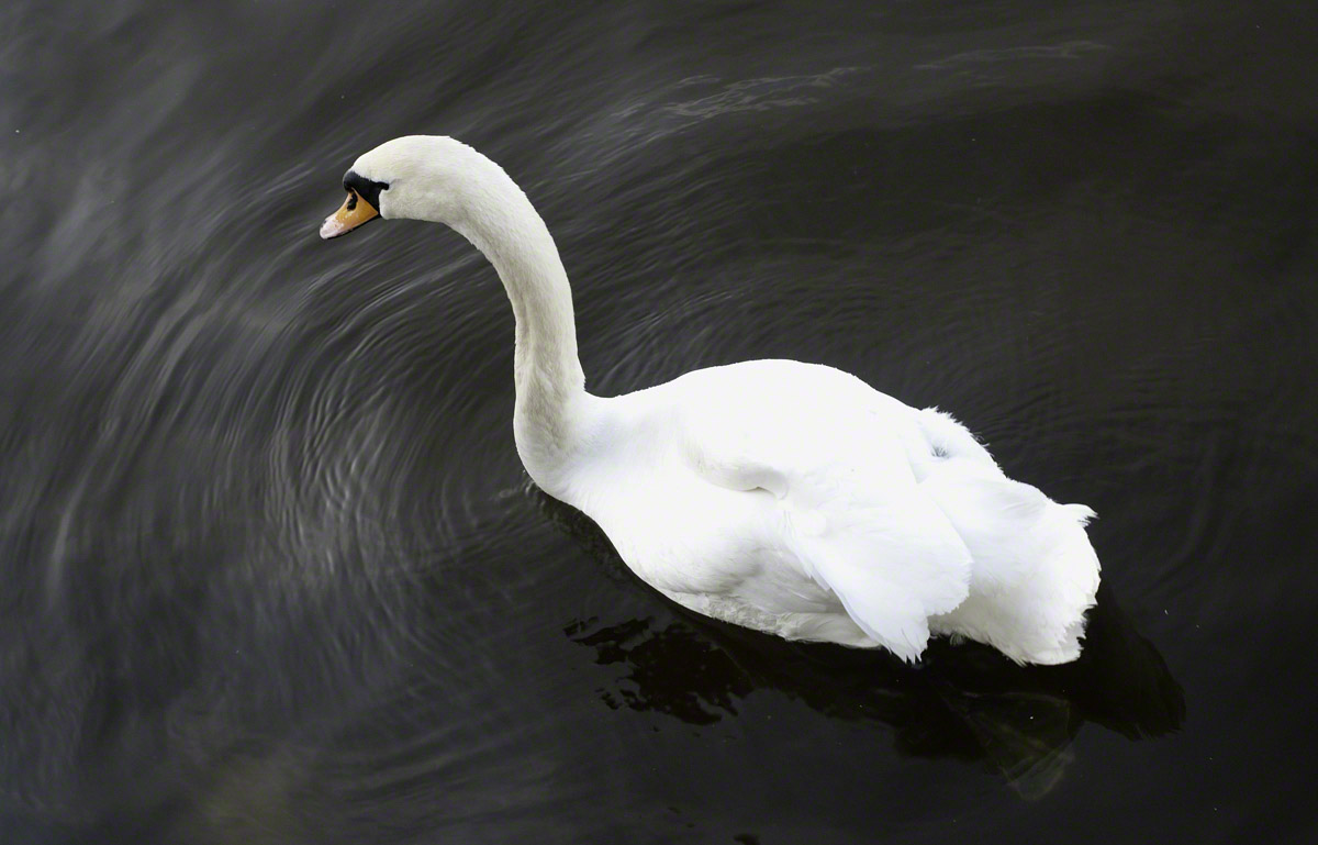 Swan-on-Jungfernsee-Lake.jpg