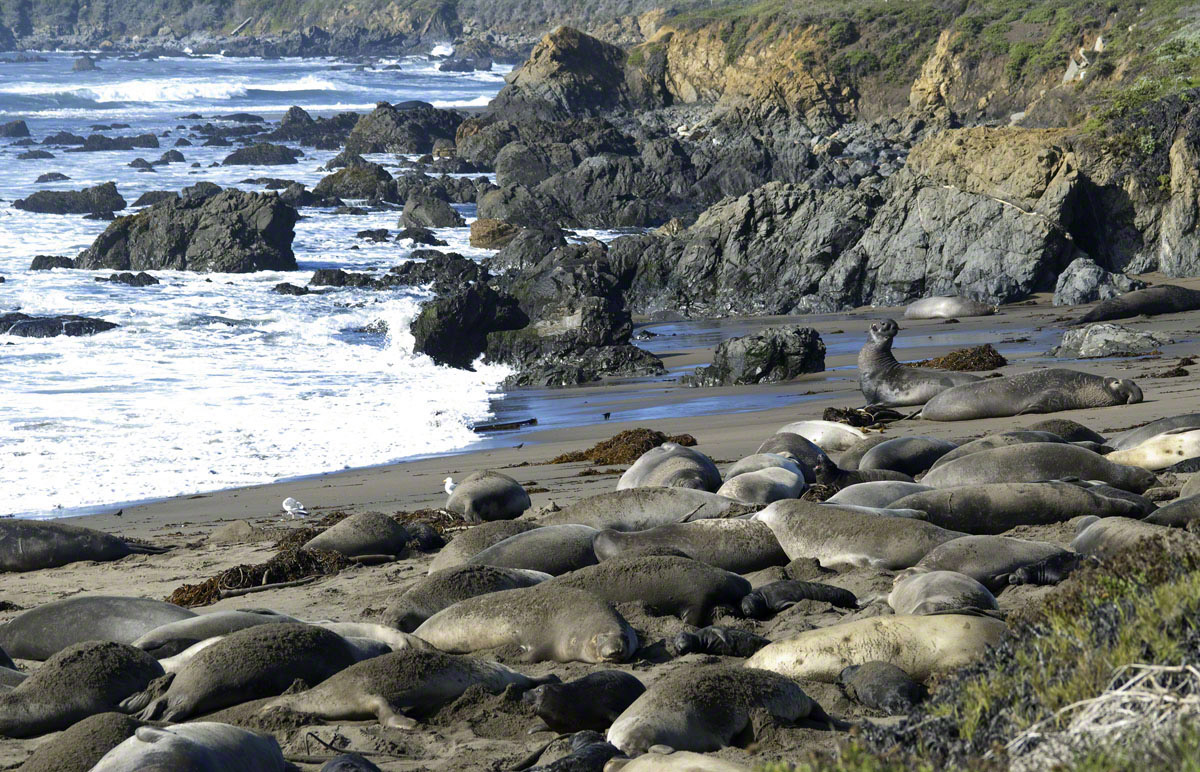 Elephant Seals 1 - Finks Photos