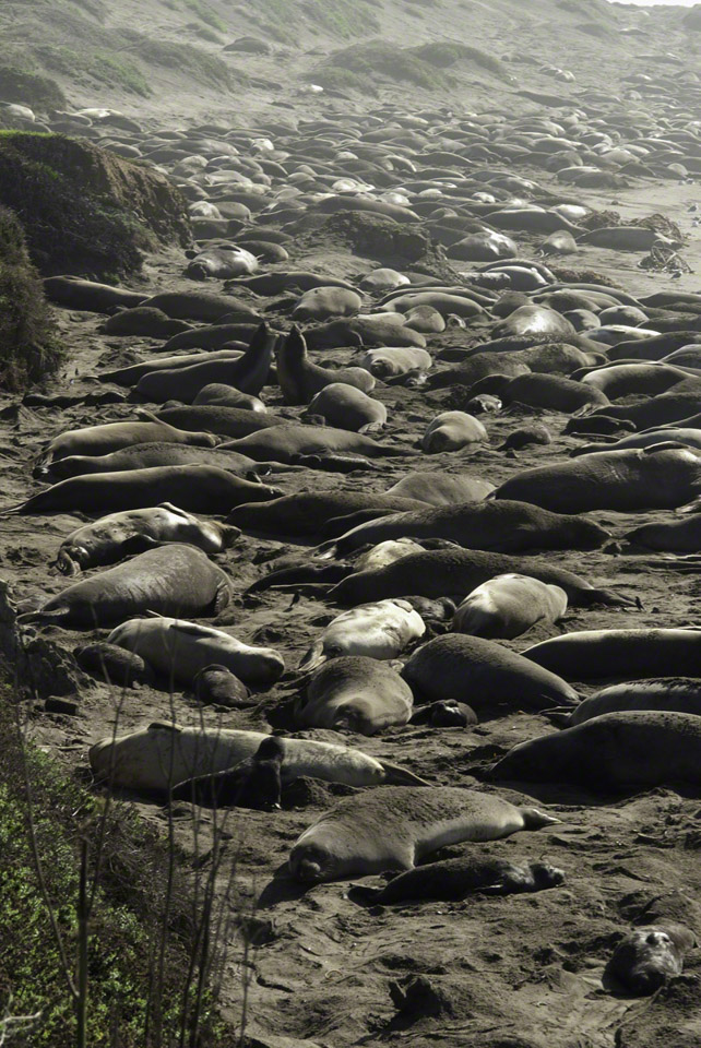 Elephant-Seal-Rookery.jpg