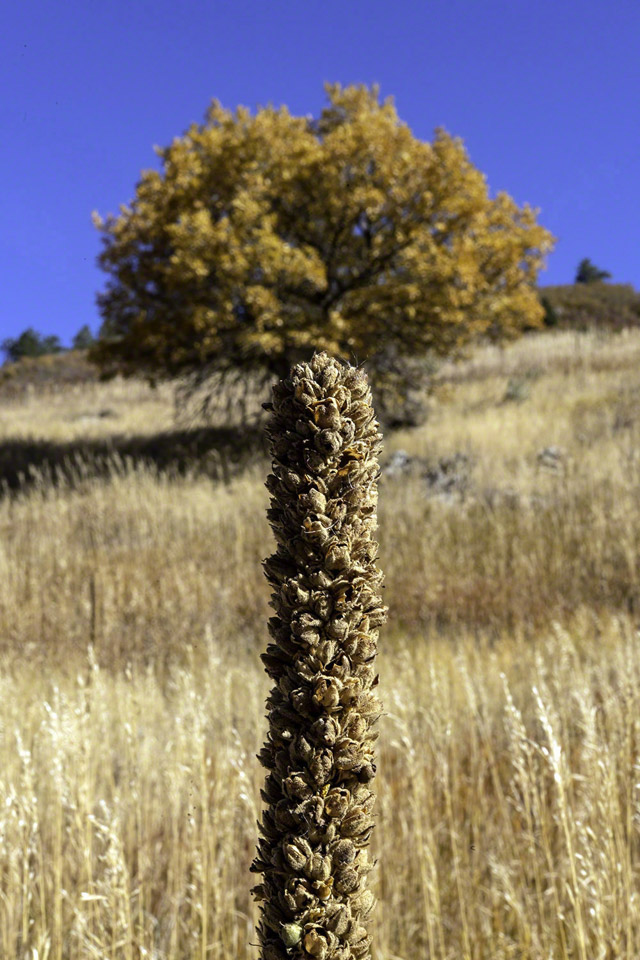 Roxborough-State-Park,-Littleton,-CA-2.jpg