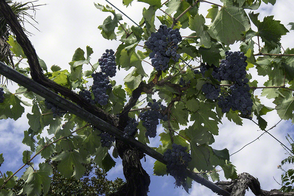 Grape-Vines-at-Tvrdalj-Castle.jpg