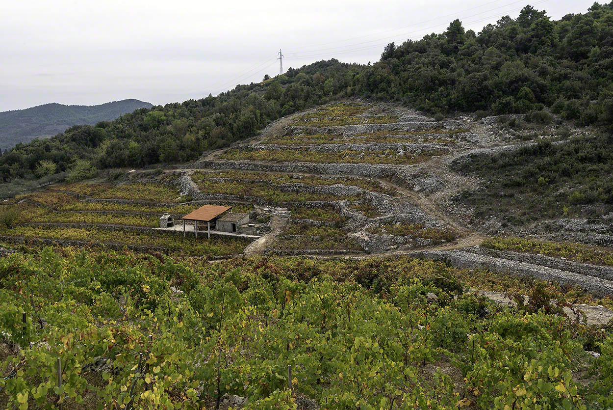 Grgurevic-Winery.jpg