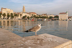 Seagull-in-Split.jpg